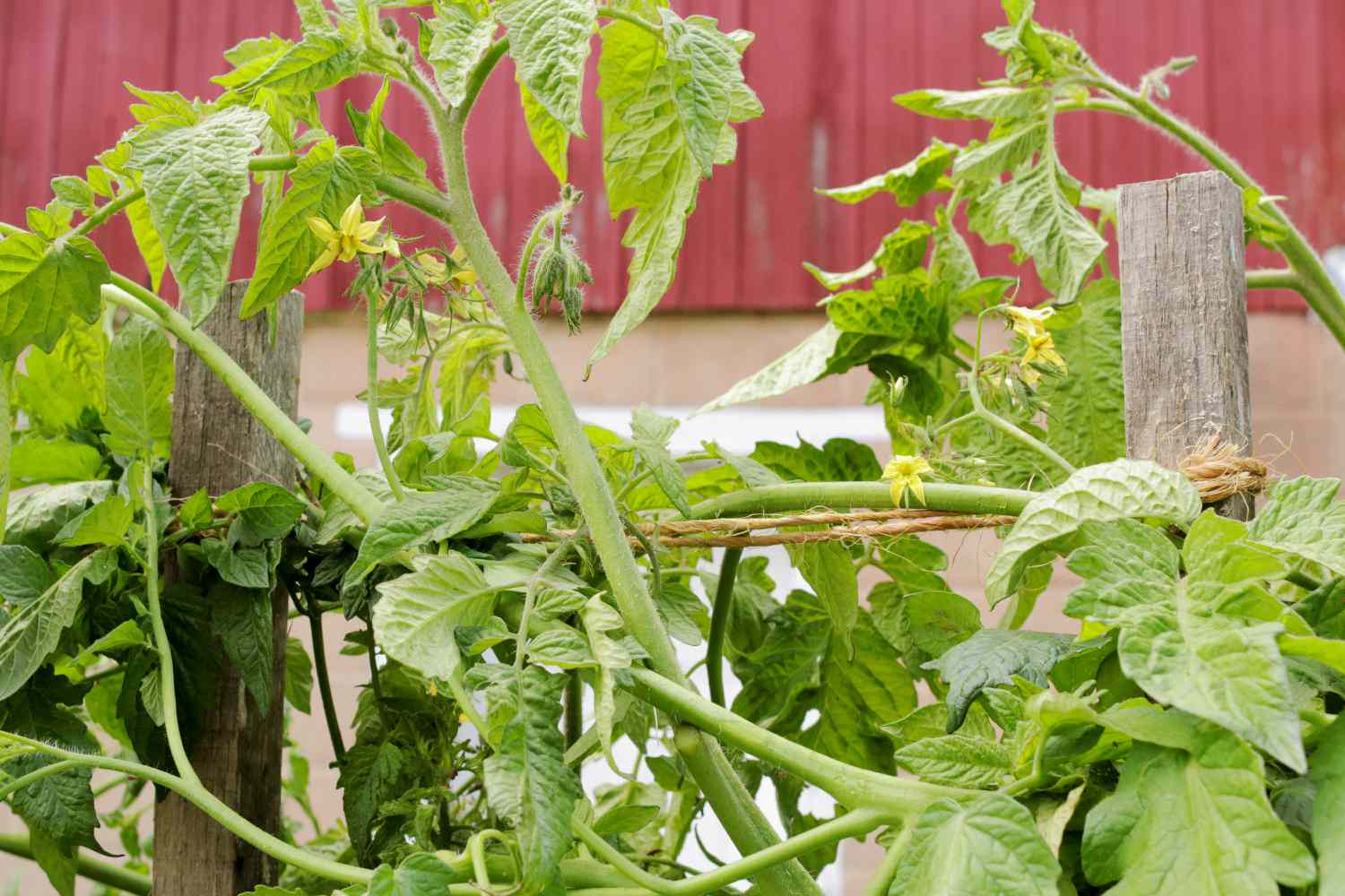 Early girl tomato plants flowering