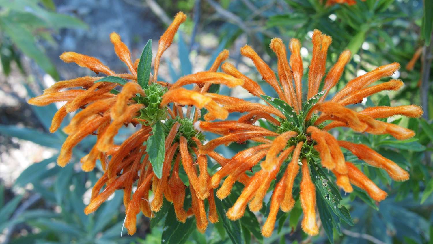 Blumen von wildem Dagga, Löwenschwanz