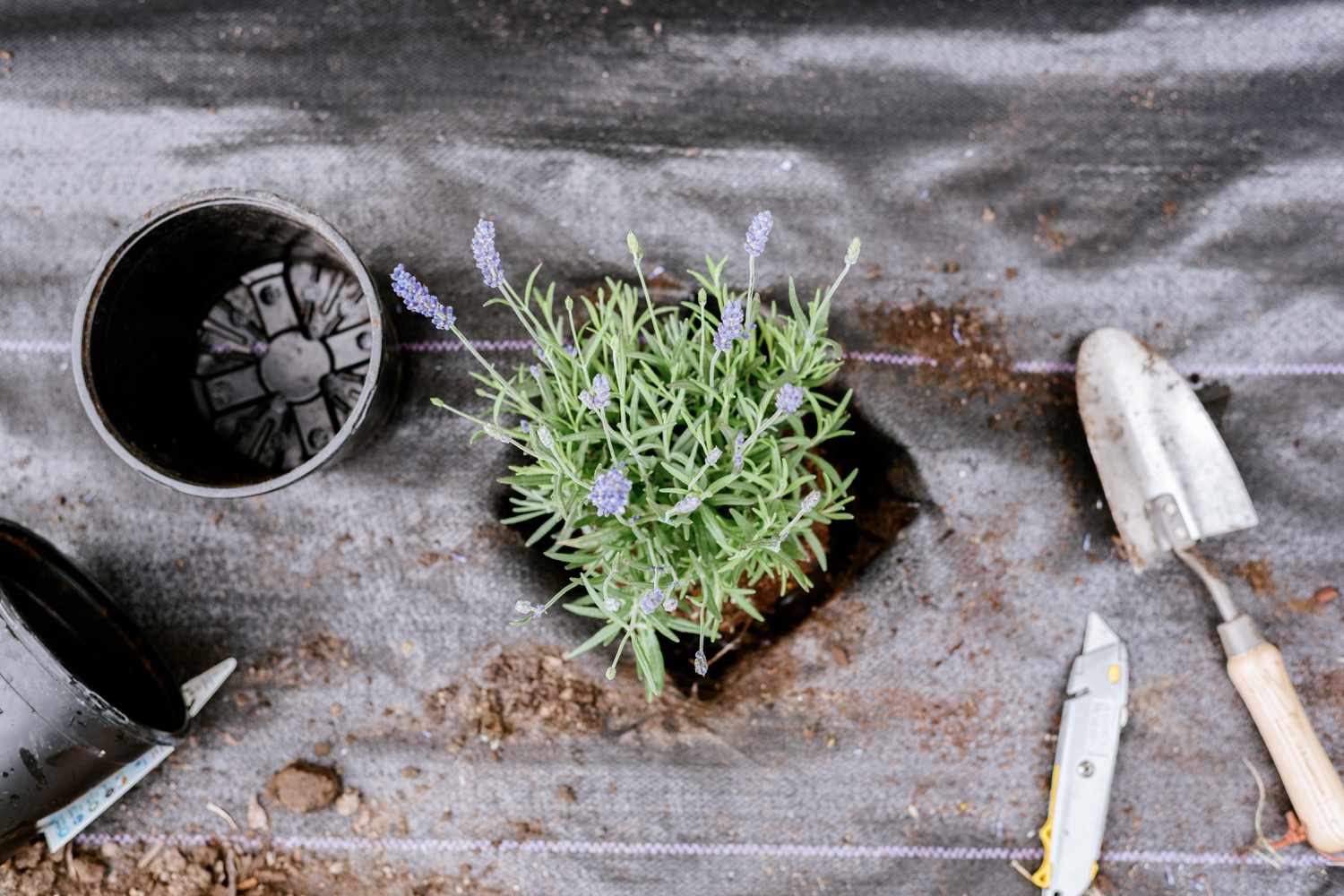 plantation dans la zone de découpe du tissu paysager