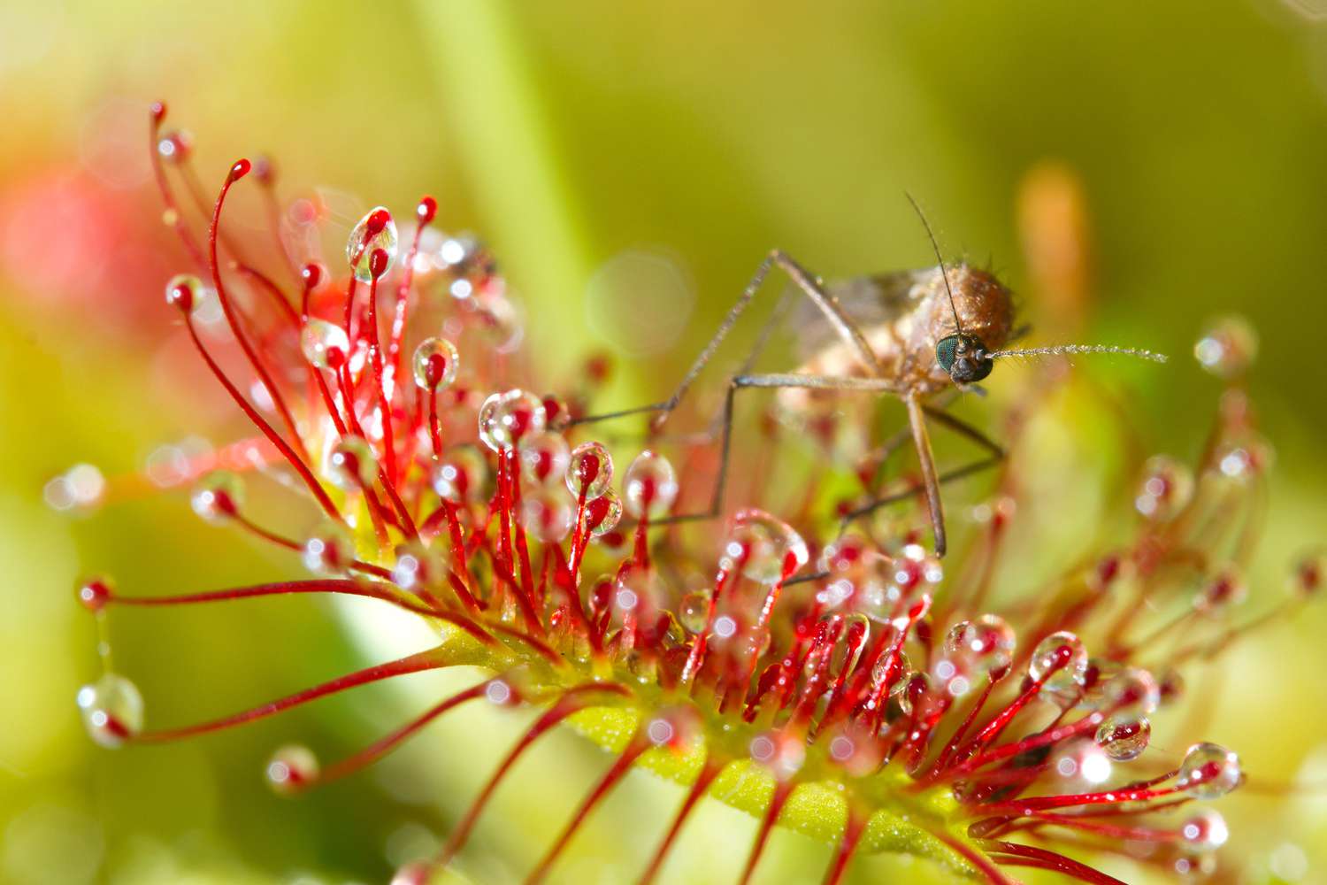 Käfer gefangen in einer roten Sonnentau-Pflanze