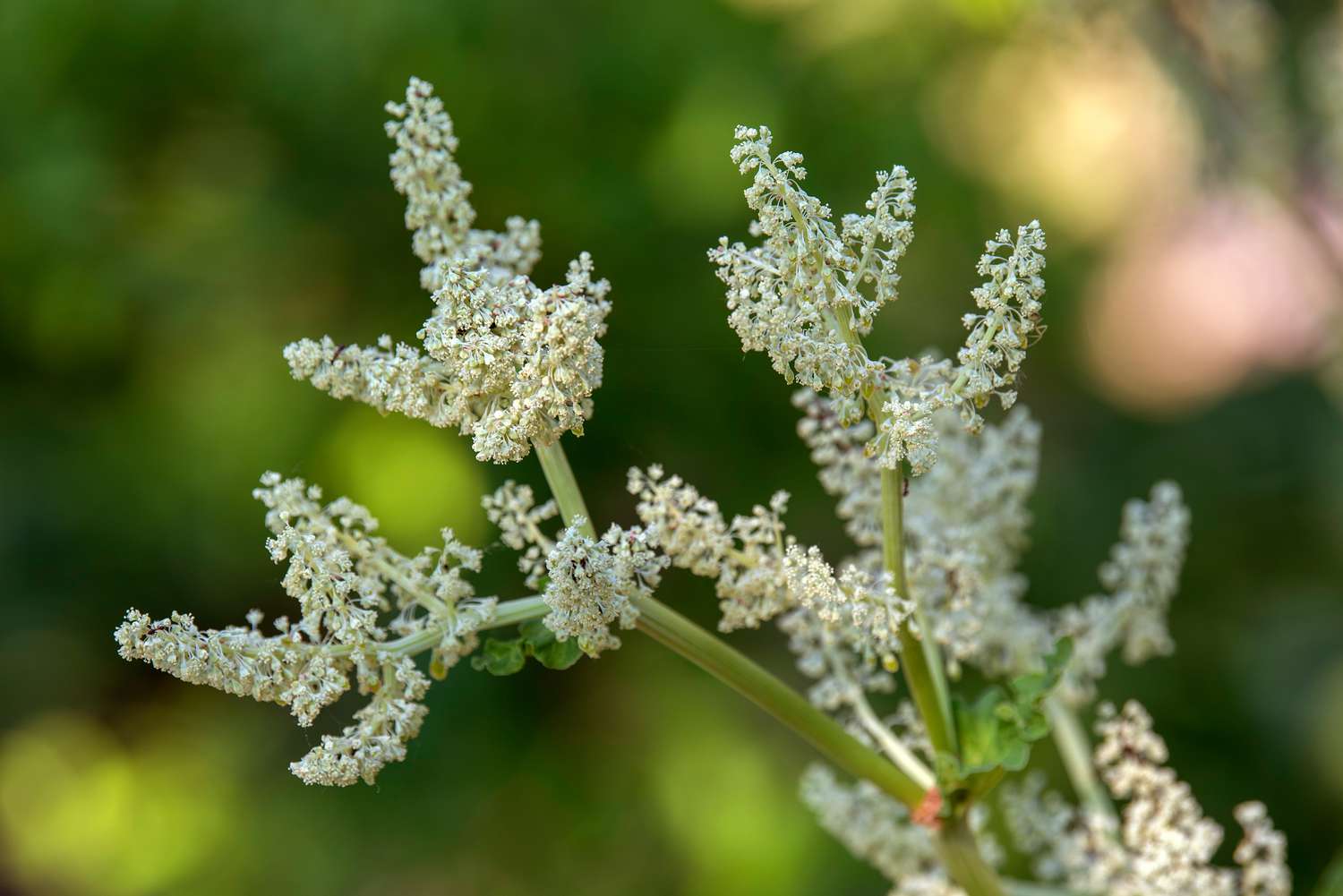 Planta de ruibarbo com pequenas flores brancas agrupadas nas extremidades do caule em close-up