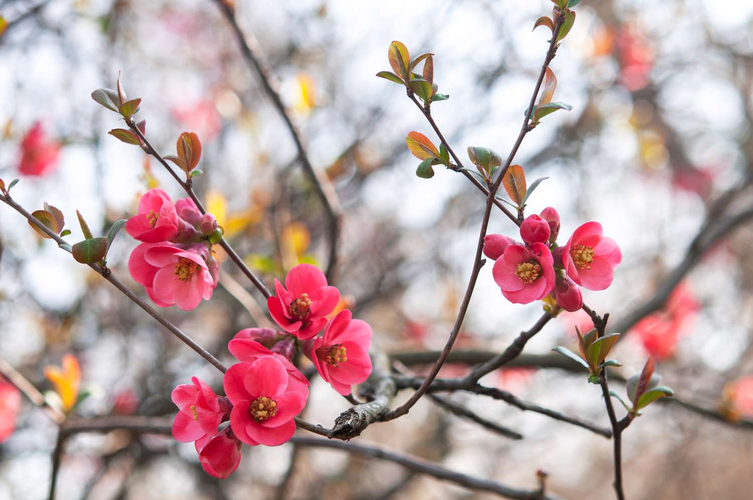 flowering quince