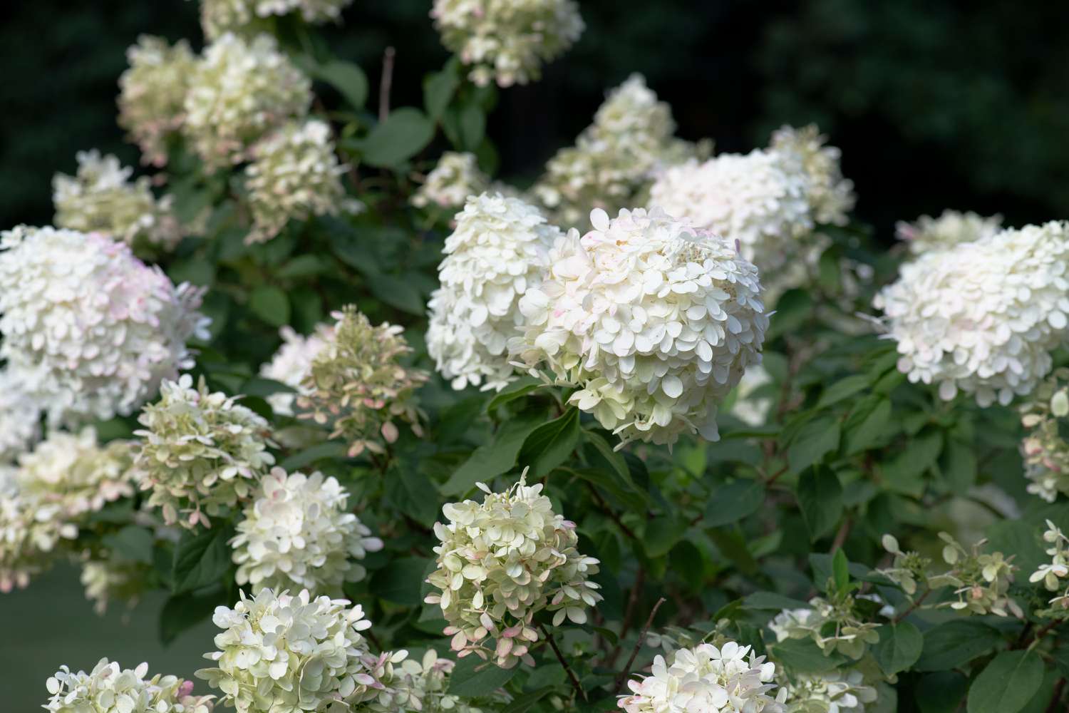Baumhortensien mit weißen Blüten