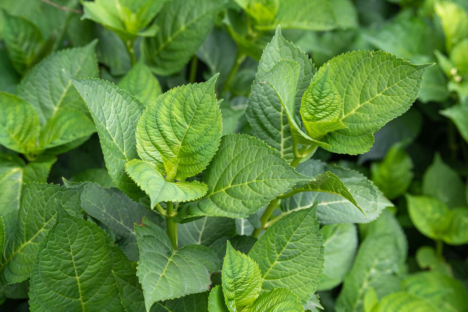 8 razões pelas quais as hortênsias não estão florescendo