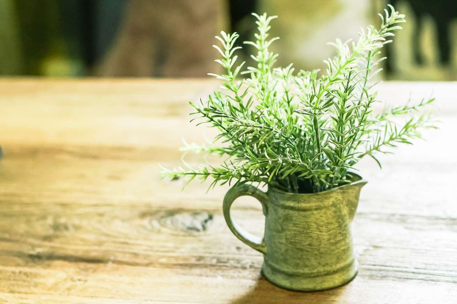 Potted rosemary