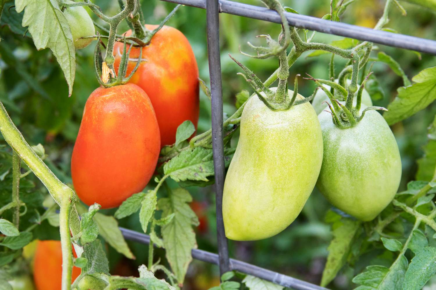 Orangerote und grüne Roma-Tomaten hängen an einer Metallstange, Nahaufnahme