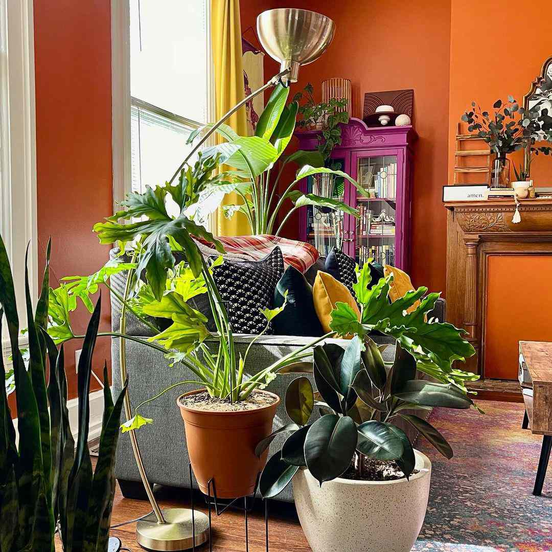 Chambre orange avec plantes