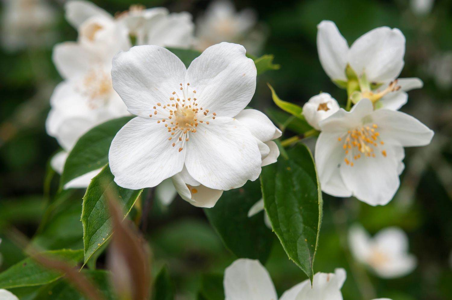 mock orange shrub closeup