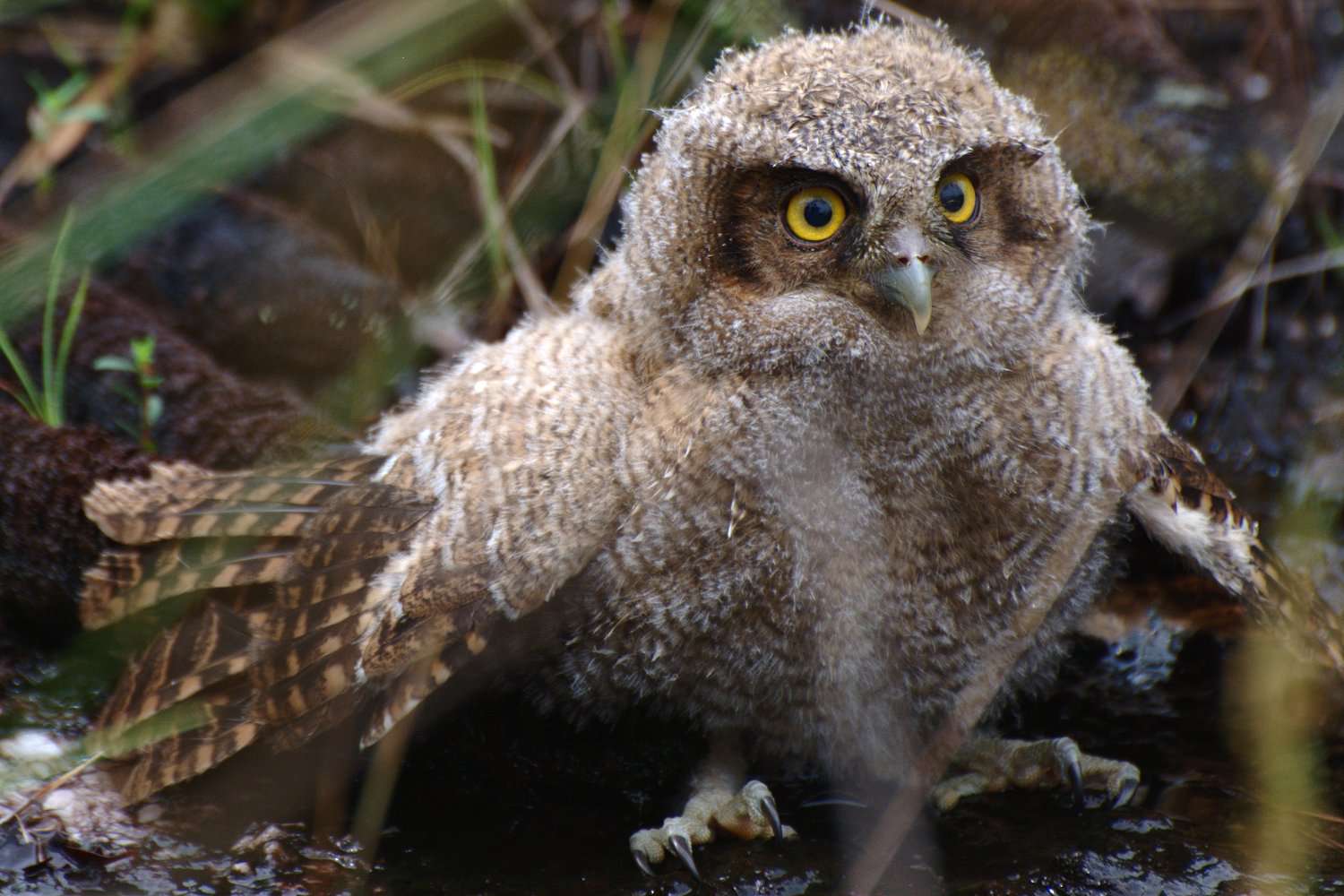 Comment appelle-t-on un bébé hibou ?