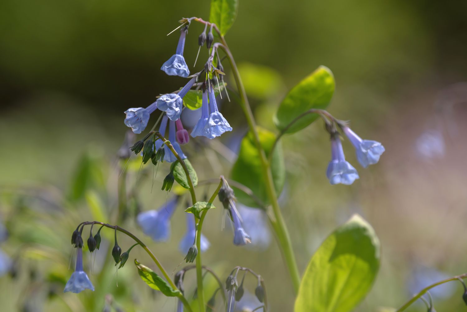 Virginia bluebell Pflanzenstamm mit hellvioletten trompetenförmigen Blüten und Knospen 