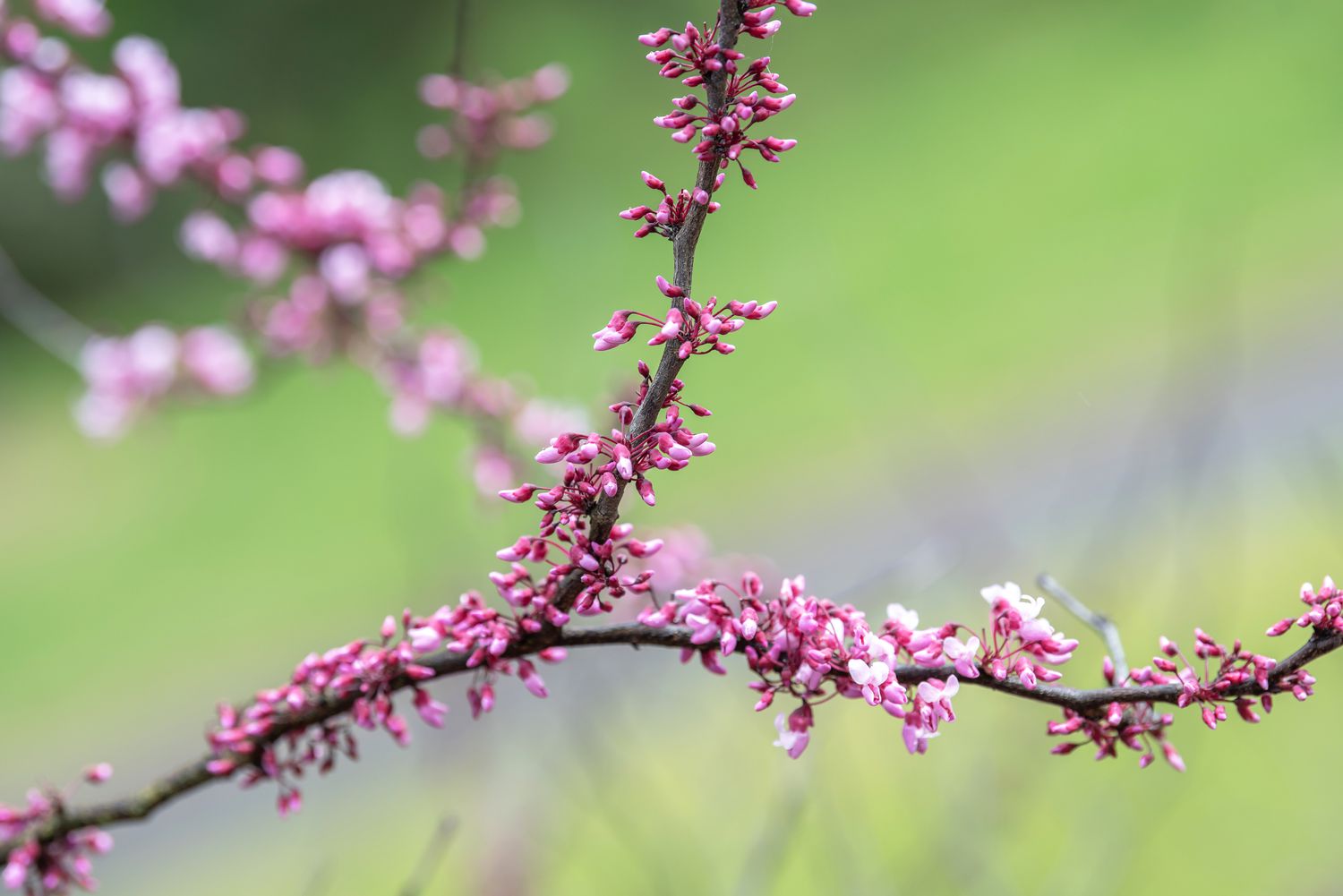 Forest pansy redbud tree branch with tiny pink flower buds 