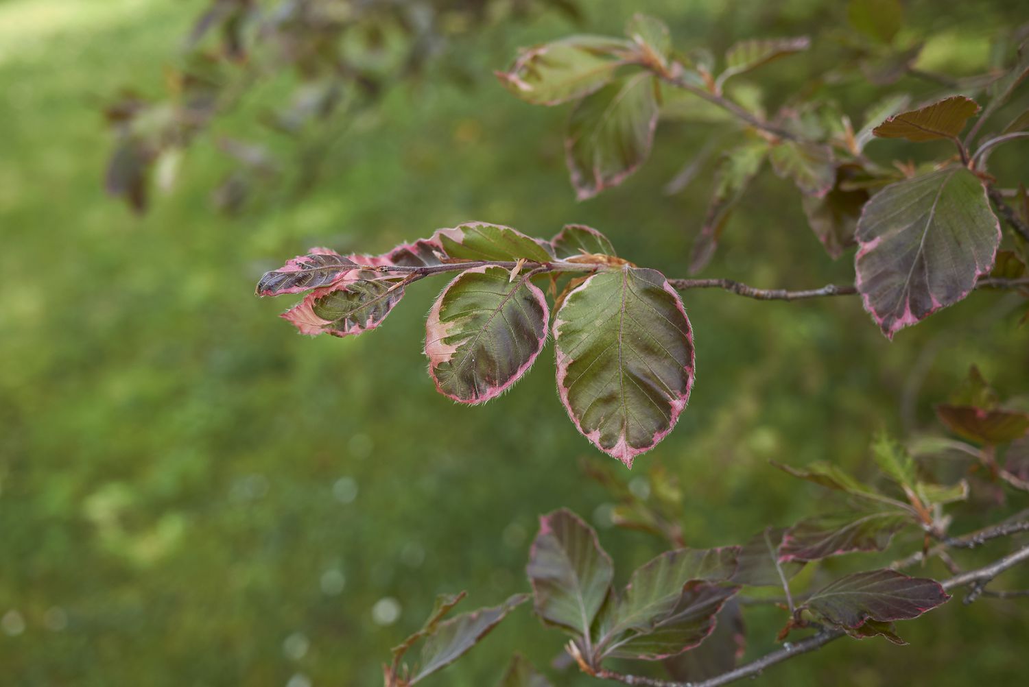 Fagus sylvatica purpurea tricolor