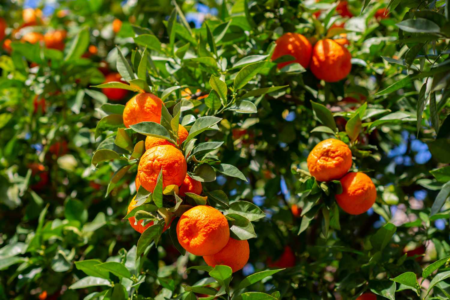 Satsuma-Baumzweig mit leuchtend grünen Blättern und runden orangefarbenen Früchten im Sonnenlicht