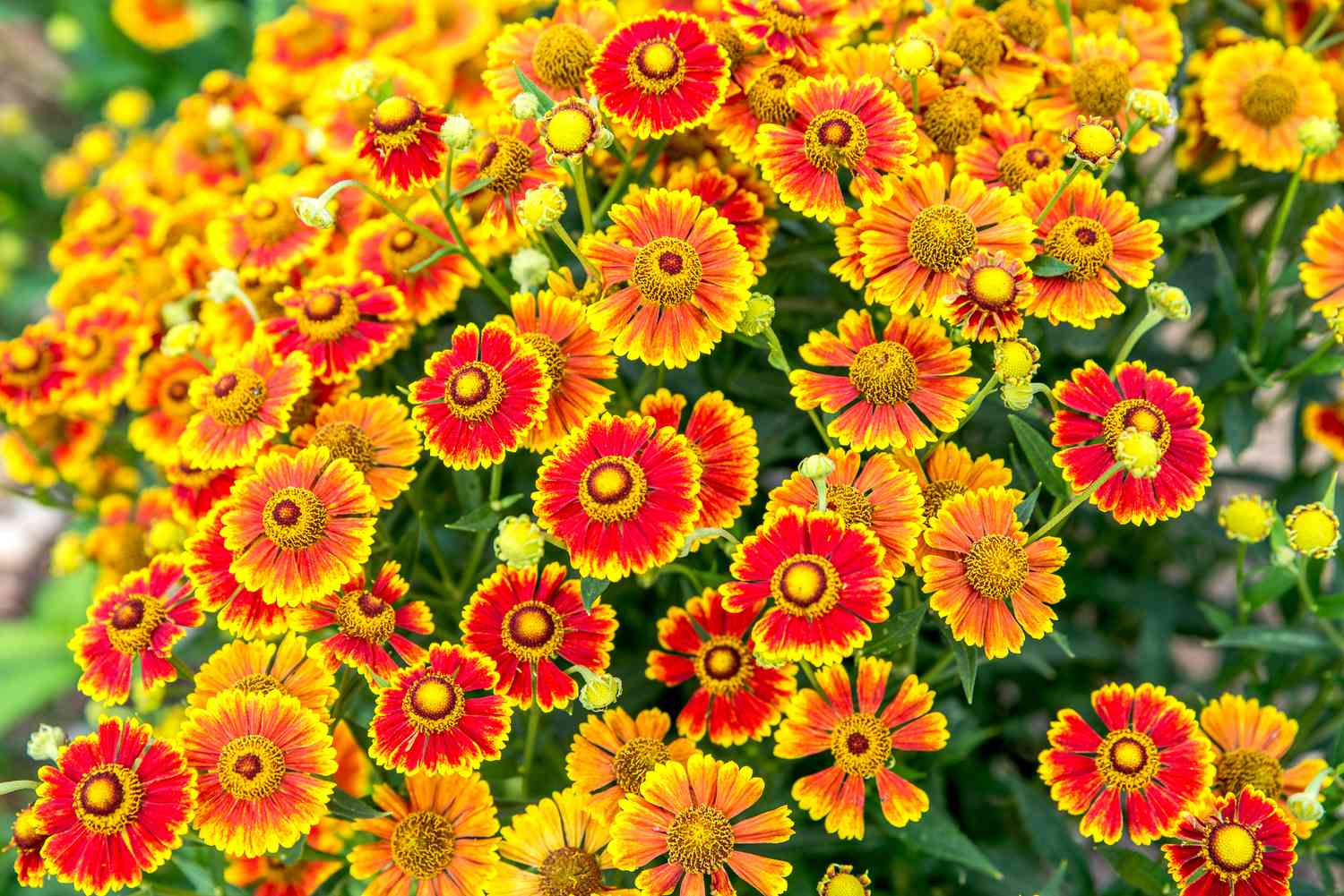 Anbau und Pflege von Helenium (Sneezeweed)