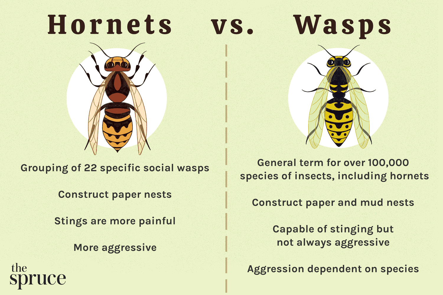 avisp-n-y-avispa-as-se-diferencian-besthome365