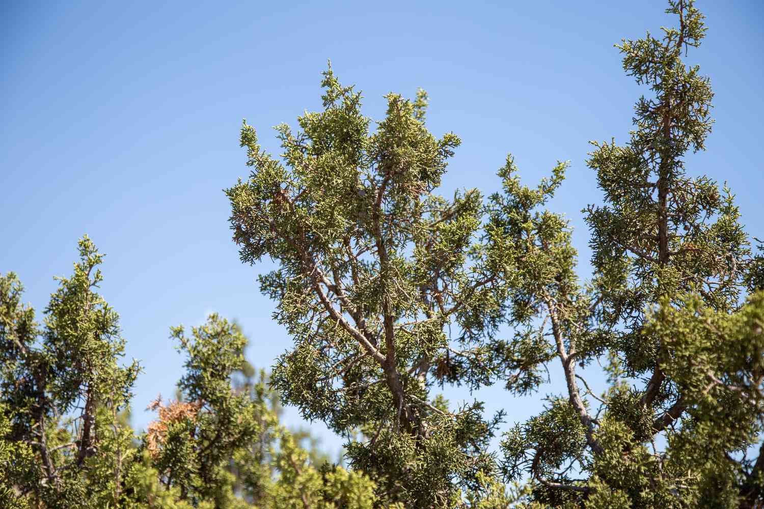 Senkrecht wachsende kalifornische Wacholderzweige vor blauem Himmel
