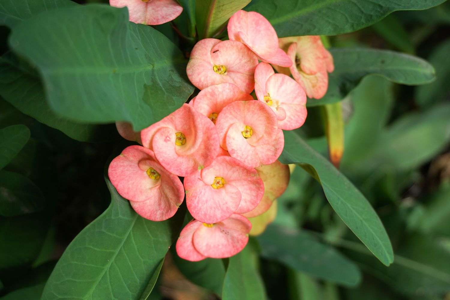 flor rosa de Euphorbia milii