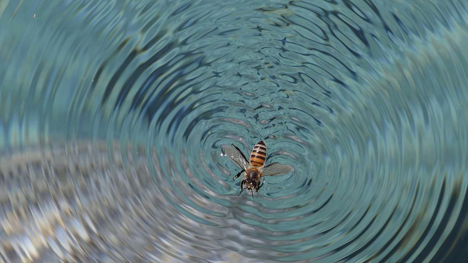 Wie man Bienen vom Pool fernhält