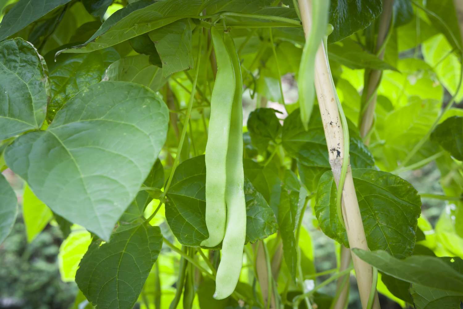 Stangenbohnenpflanze mit frischen Bohnen im Wachstum 