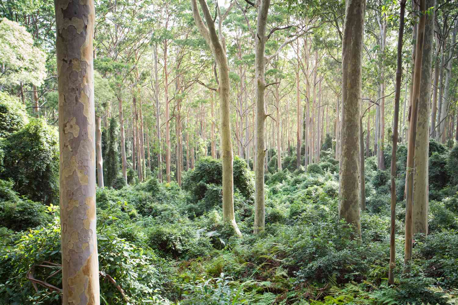 Gefleckte Eukalyptusbäume mit heller Rinde und grünen Blättern