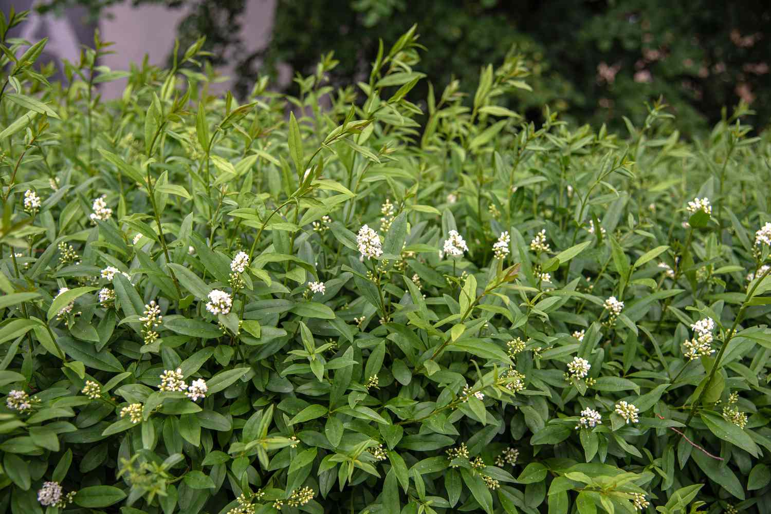 Ligusterhecke oben mit ovalen Blättern und kleinen weißen Blütenrispen