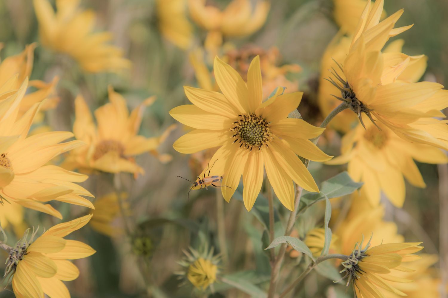 blassgelbblättrige Sonnenblumen mit Wespe