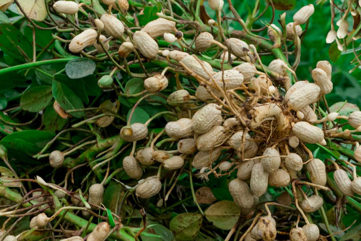 Erdnüsse: Anleitung zur Pflege und zum Anbau von Pflanzen