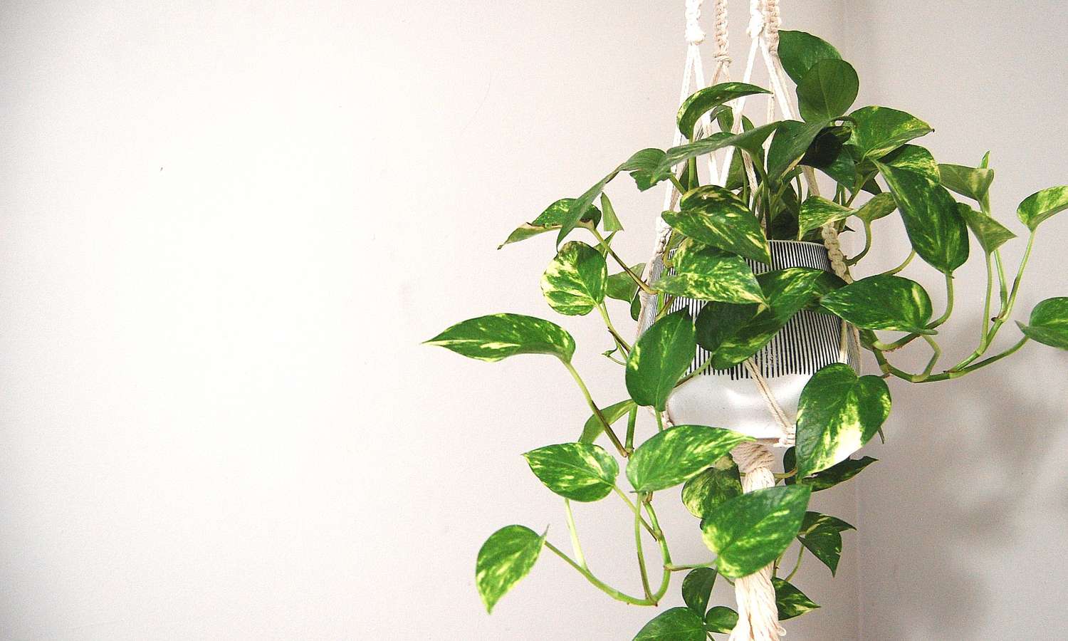 Eine Pothos-Pflanze sitzt in einem hängenden Makramee-Pflanzgefäß.