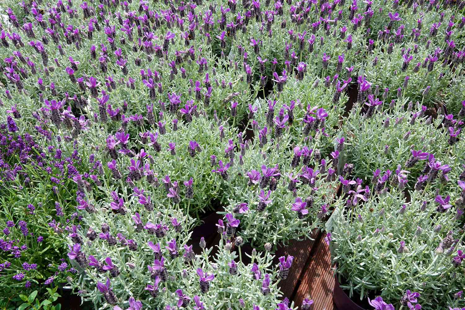 Spanischer Lavendel: Anleitung zur Pflanzenpflege und -aufzucht