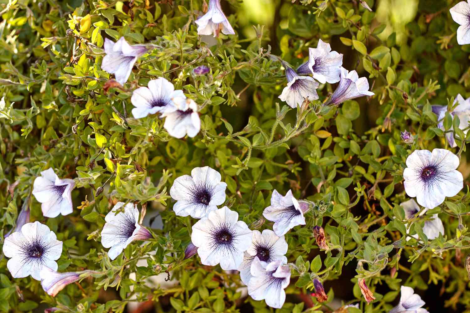 Blühende weiße Surfinia-Blüten