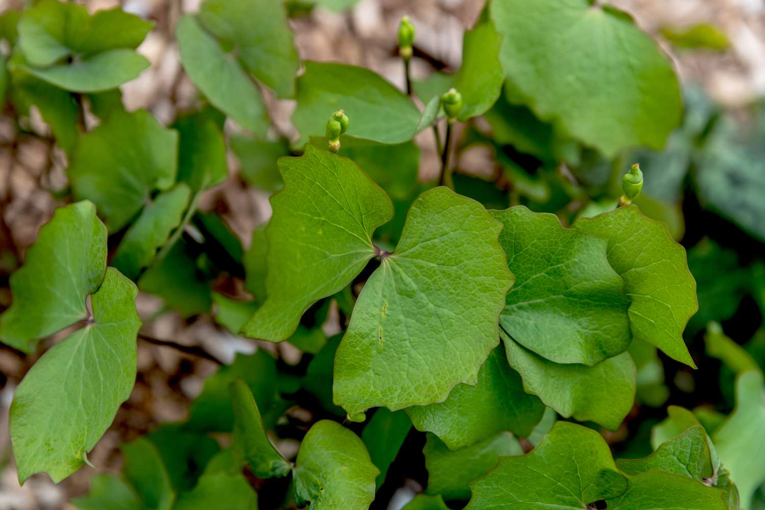 Zweiblattpflanze mit Knospen, die durch engelsflügelartige Blätter ragen