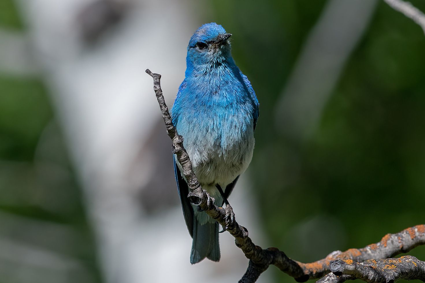 Mountain bluebird with bright blue feathers standing on a bare twig