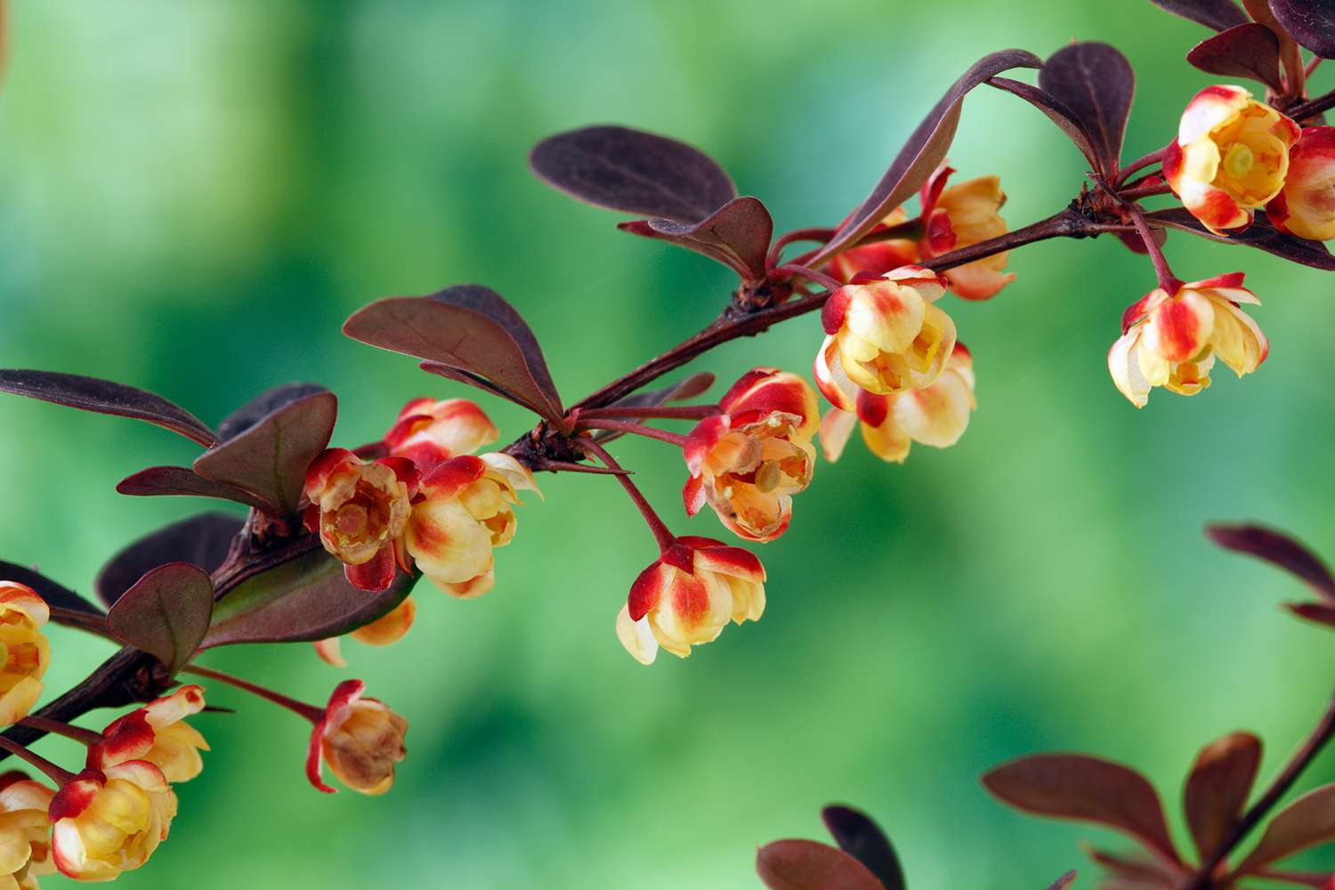 Rama de agracejo japonés con floraciones amarillo-rojizas primer plano