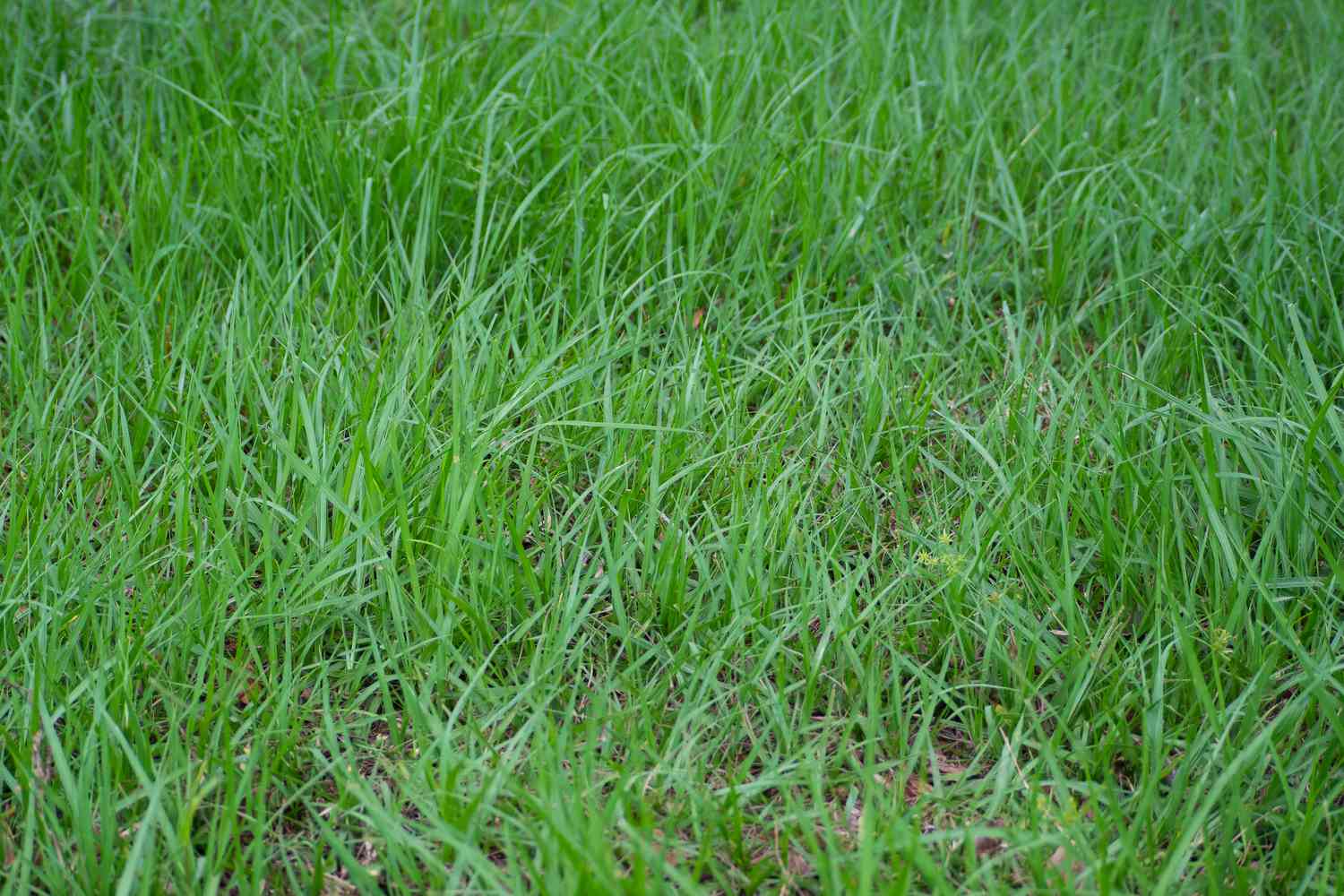 Bahia grass covering lawn with thin and fluffy blades