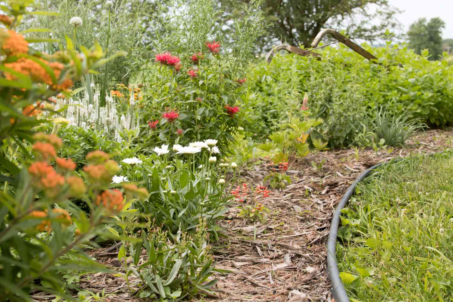 Diseño de jardín curvo con flores rosas, blancas y naranjas para atraer a los colibríes