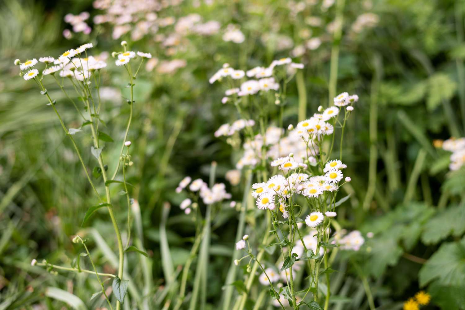 Planta fleabane mexicana con pequeñas flores blancas en tallos altos y delgados