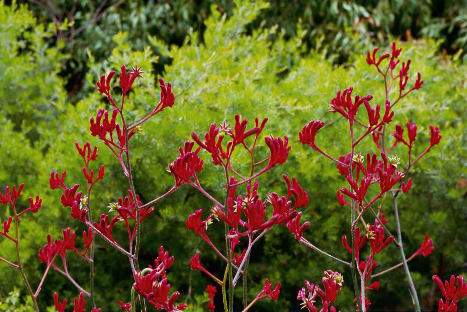 Rote Kängurutatzenblüten
