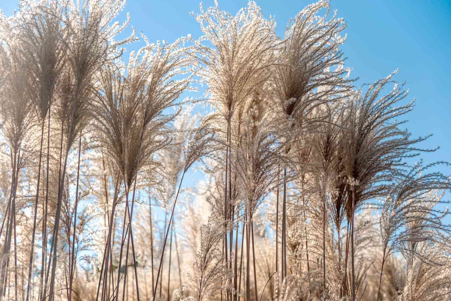 Tall silvergrass plumes with feathery flowers against blue sky