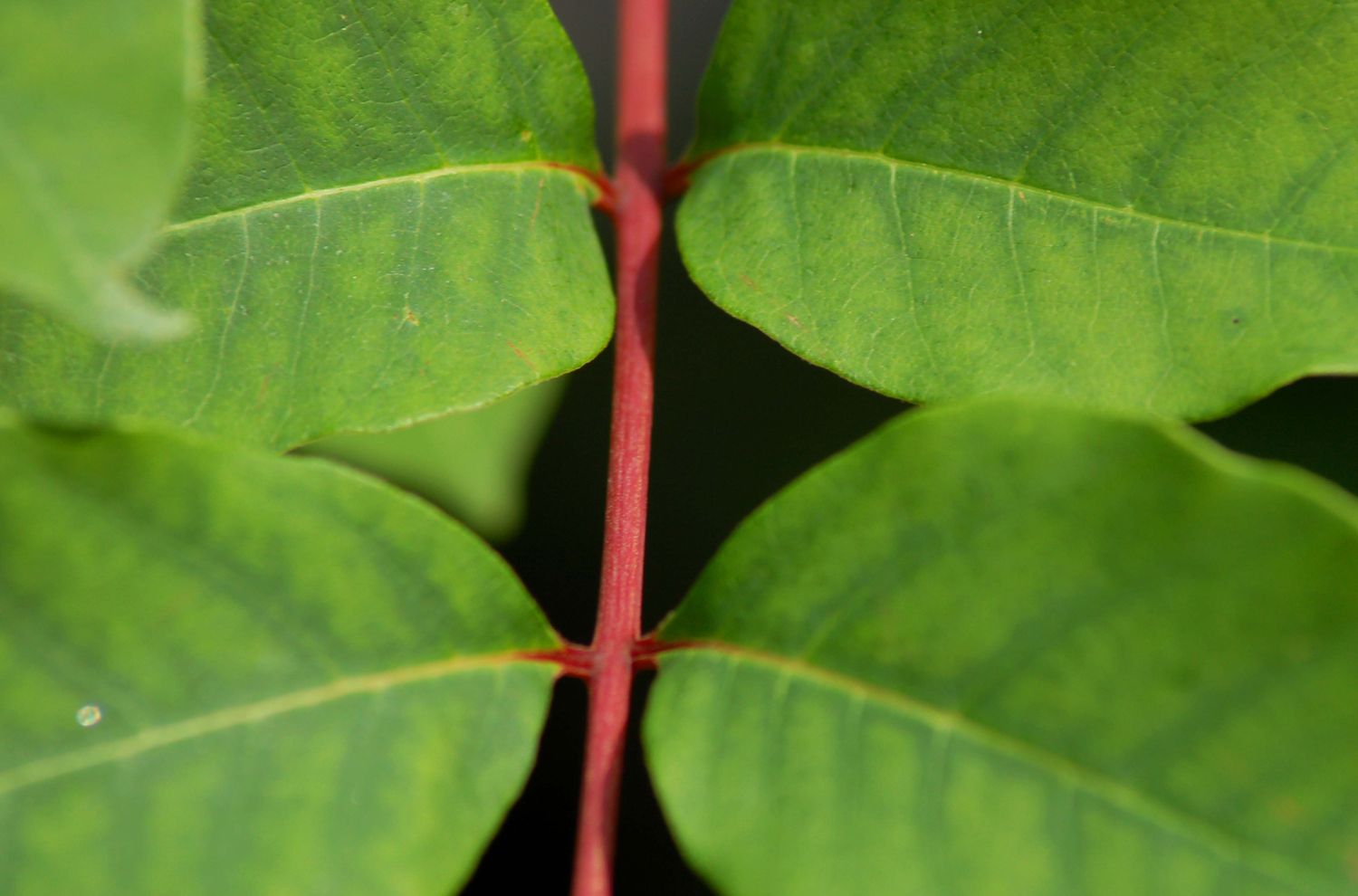 Roter Stengel des Giftsumachs.