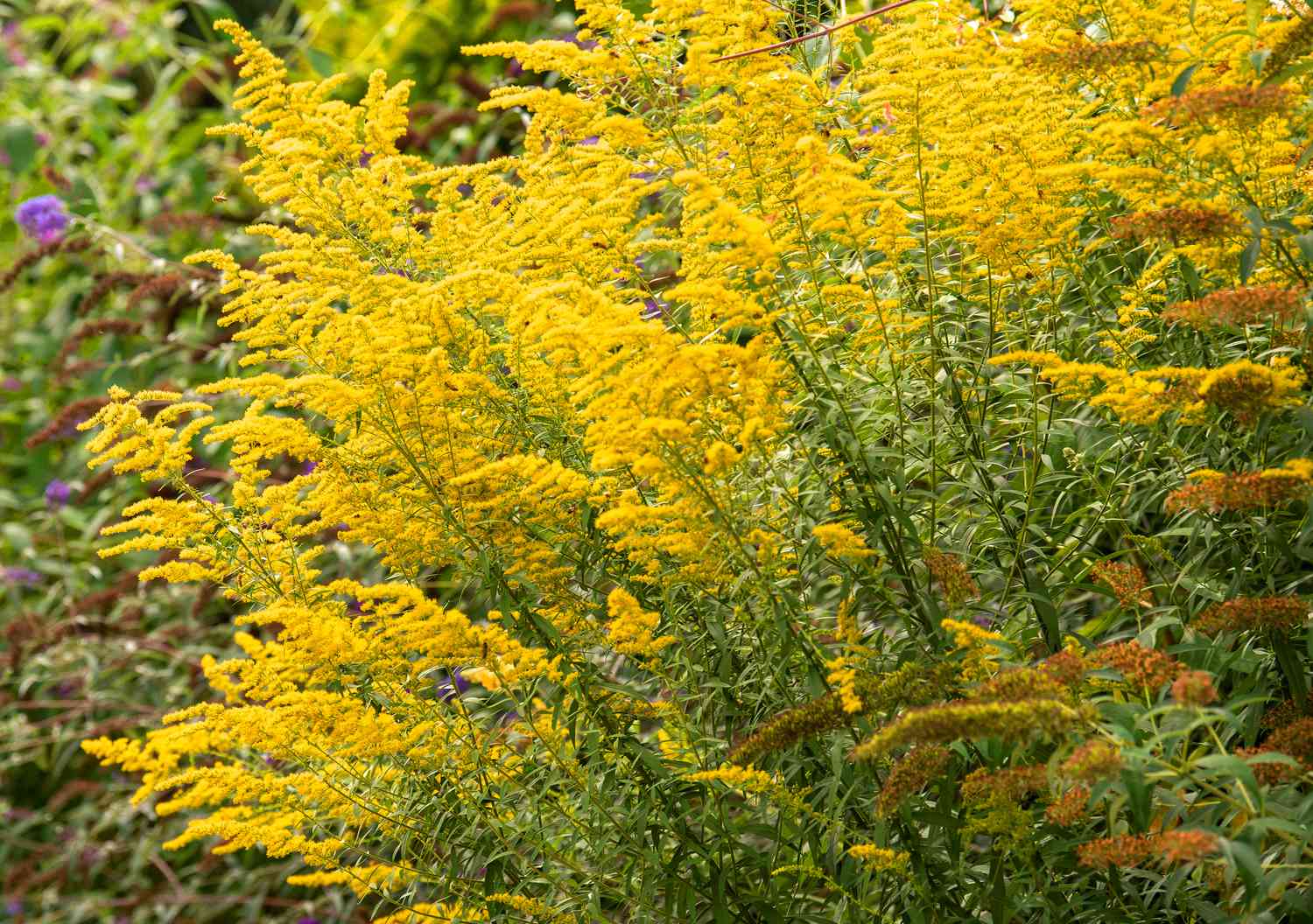 Goldrutenpflanze mit gelben Blütenrispen an hohen Stängeln