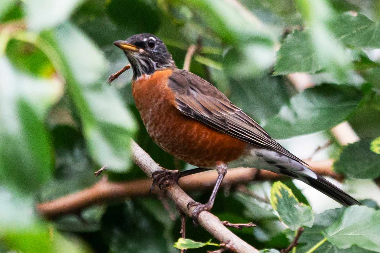 American Robin