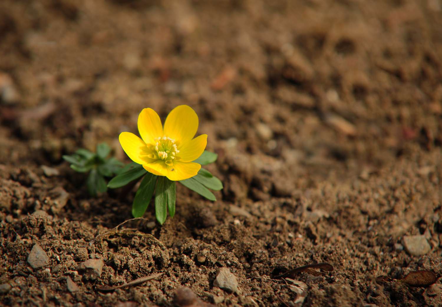 Una flor de acónito de invierno