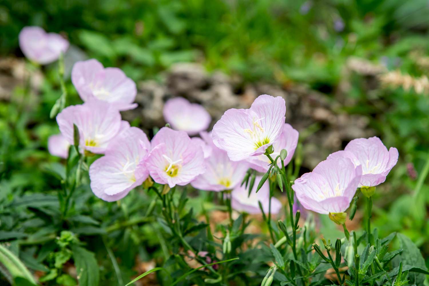 Flores de onagra rosa con pétalos rosa pálido y blanco sobre finos tallos verdes