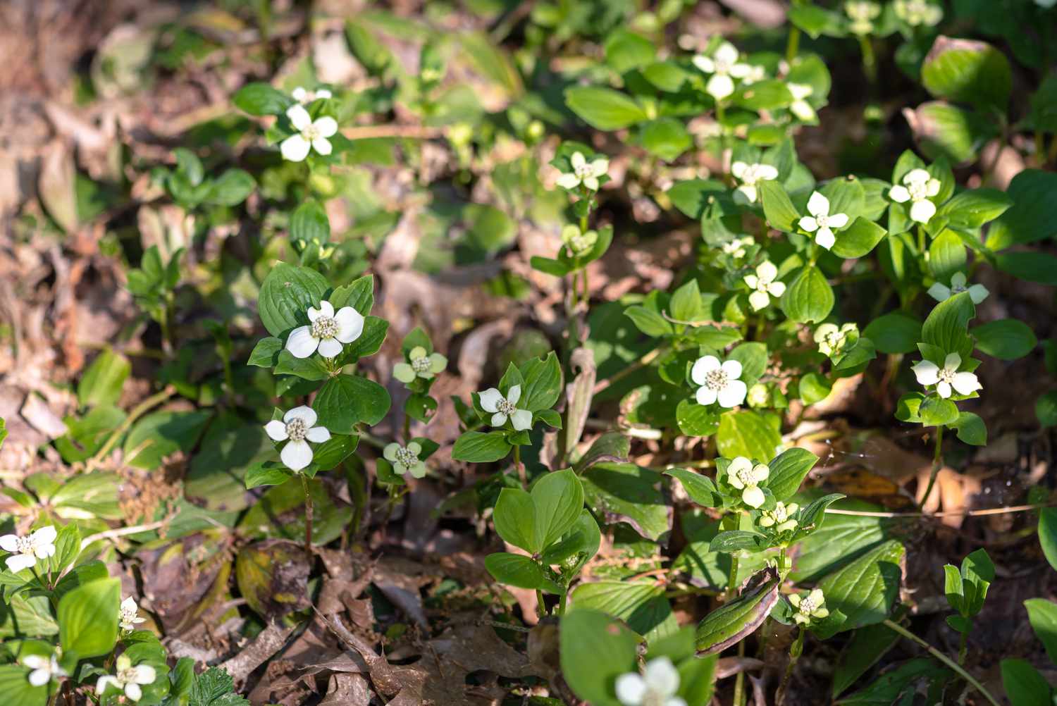 Bunchberry Bodendecker mit kleinen weißen Blüten und Blättern über Mulch