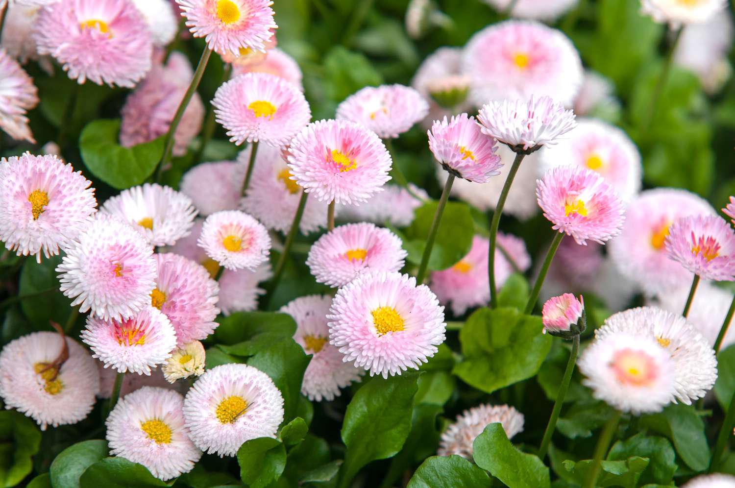 Englisches Gänseblümchen mit hellrosa Blüten