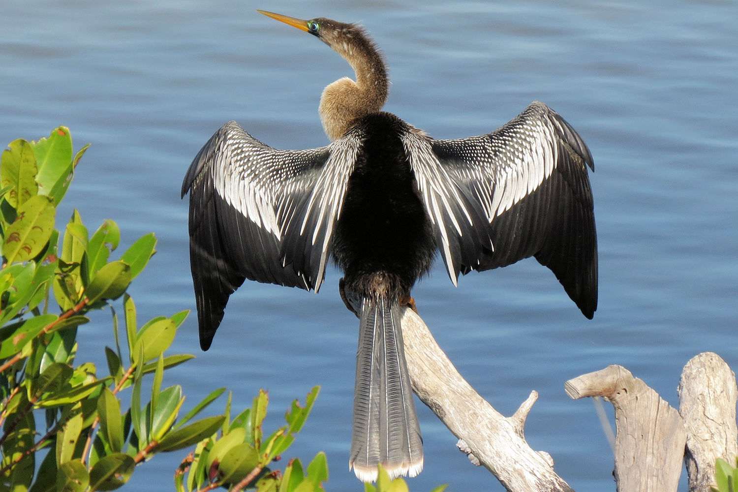 Anhinga