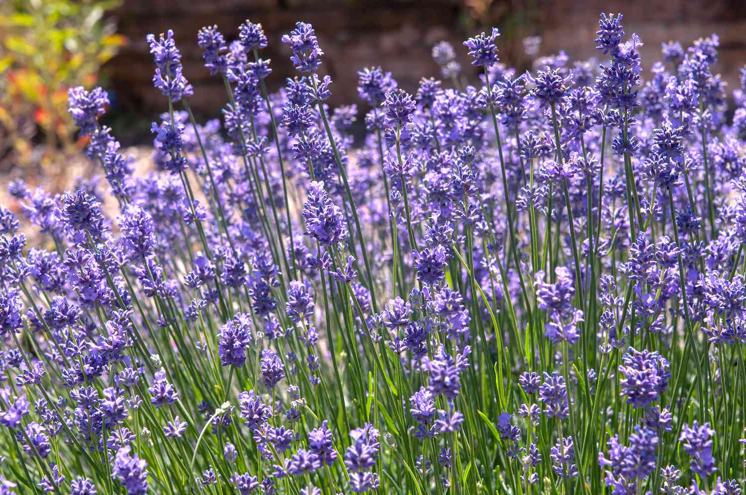 Plantes de lavande anglaise à tiges fines et petites fleurs violettes