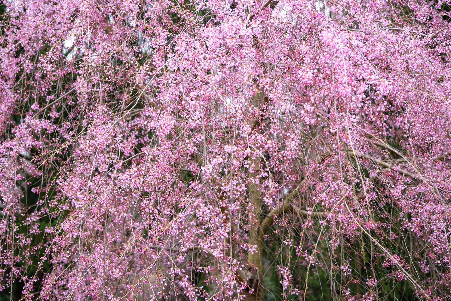 Cerejeira chorona com flores rosa e brancas penduradas
