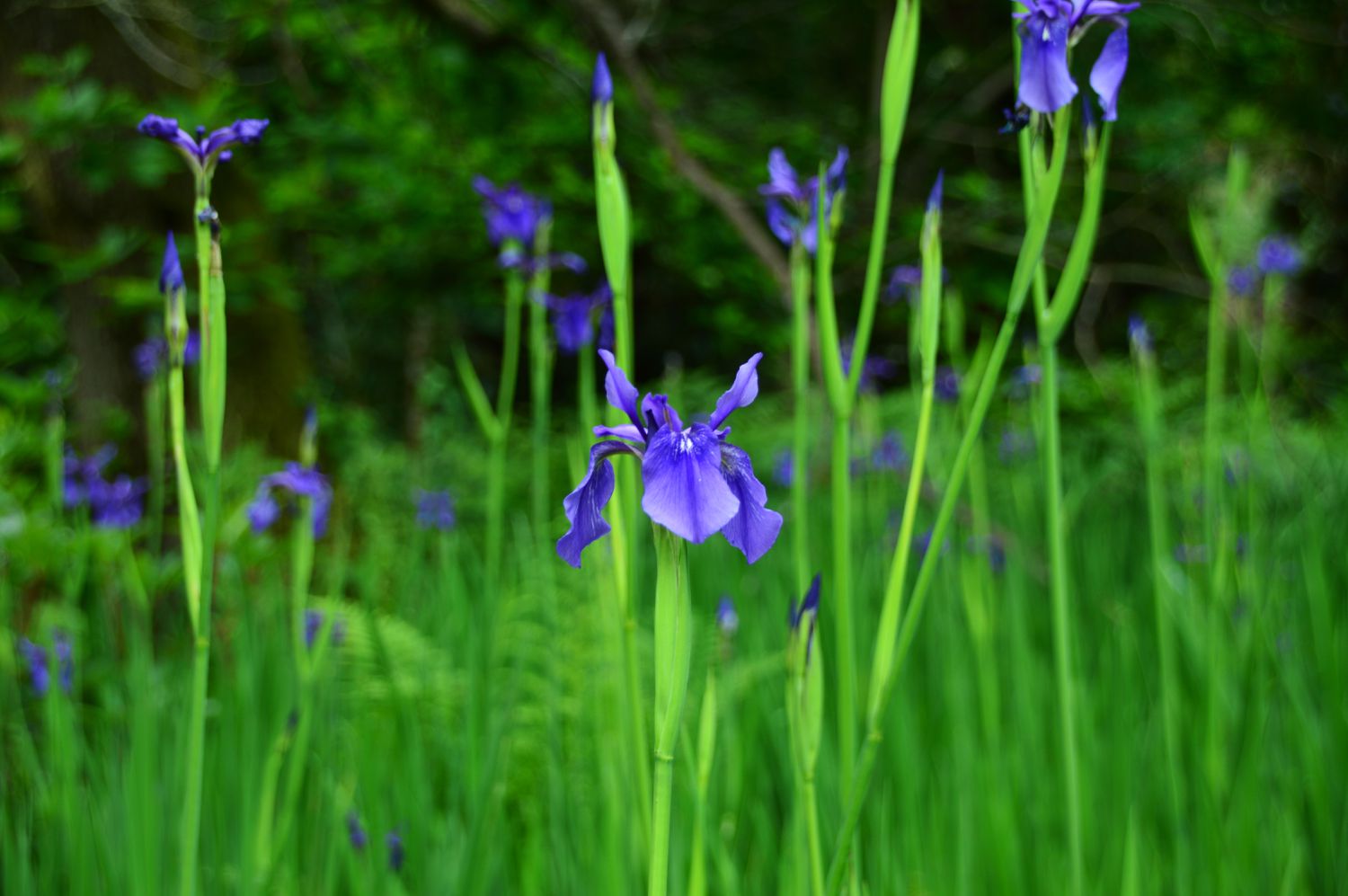 Iris bandera azul