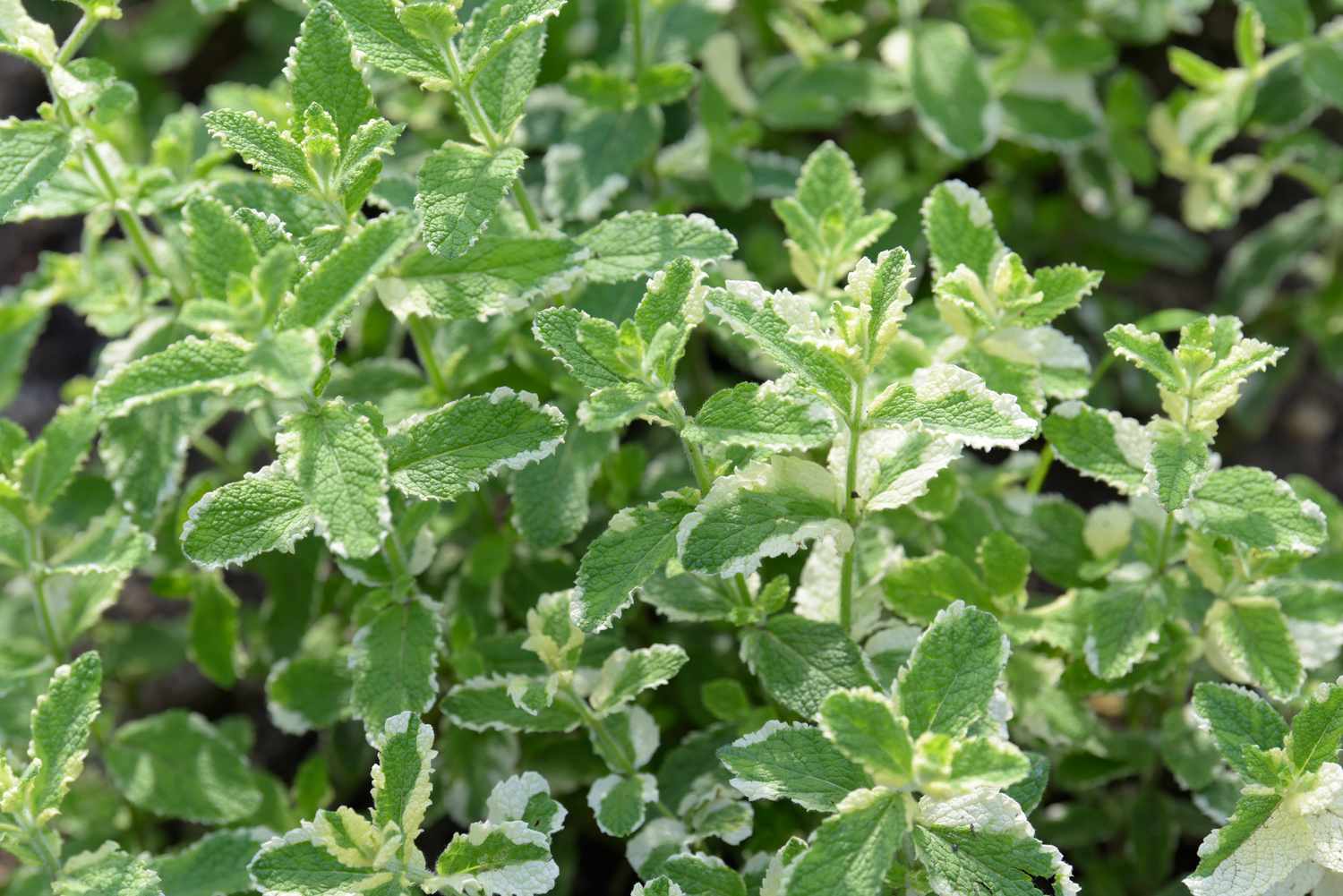 Tiges de plantes de menthe avec des feuilles panachées poussant à la lumière du soleil